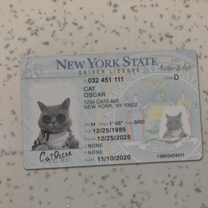 New York Driver License Template